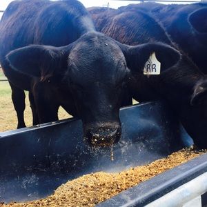 Meet your Posher, Carrie